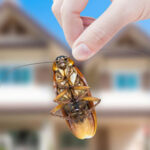 what is a pest?