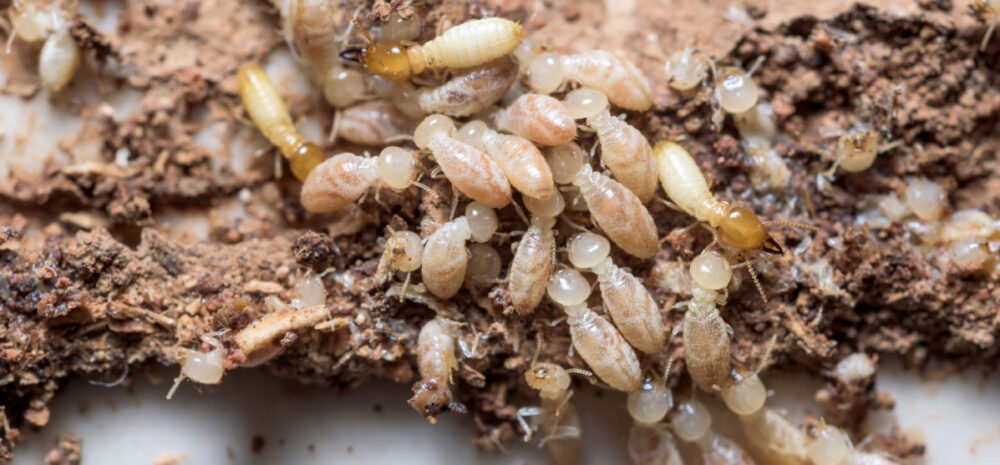 Termite Control – Oxyclean